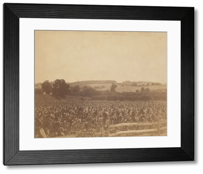 Framed Print : [Cornfield in Back of the Barn], 1883. 1883. Creator: Thomas Eakins