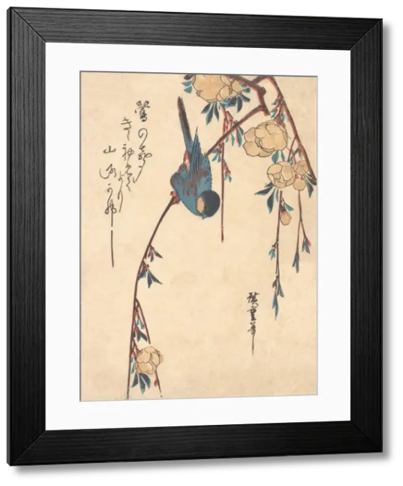 Framed Print : Weeping Cherry. Creator: Ando Hiroshige Framed Print : Weeping Cherry. Creator: Ando Hiroshige