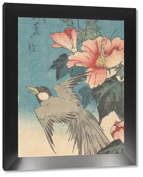 Hibiscus Mutabilis and Long-Tailed Bird, ca. 1842. ca. 1842. Creator: Ando Hiroshige