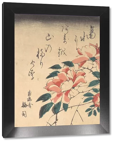 Roses, ca. 1843. ca. 1843. Creator: Ando Hiroshige