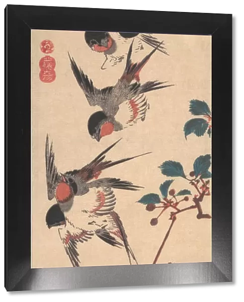 Swallows and Wild Cherry, ca. 1834. ca. 1834. Creator: Ando Hiroshige