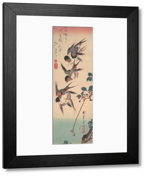 Framed Print : Swallows and Wild Cherry, ca. 1834. ca. 1834. Creator: Ando Hiroshige Framed Print : Swallows and Wild Cherry, ca. 1834. ca. 1834. Creator: Ando Hiroshige