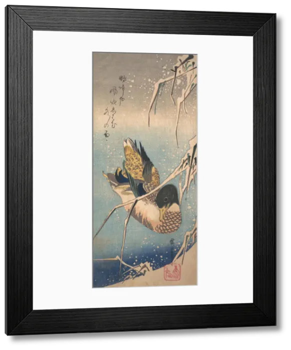 Framed Print : A Wild Duck near a Snow-laden Shore, ca. 1843. ca. 1843. Creator: Ando Hiroshige Framed Print : A Wild Duck near a Snow-laden Shore, ca. 1843. ca. 1843. Creator: Ando Hiroshige