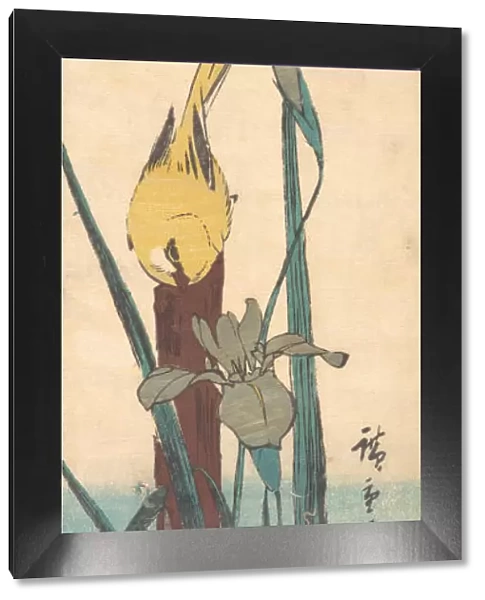 Bird and Iris. Creator: Ando Hiroshige