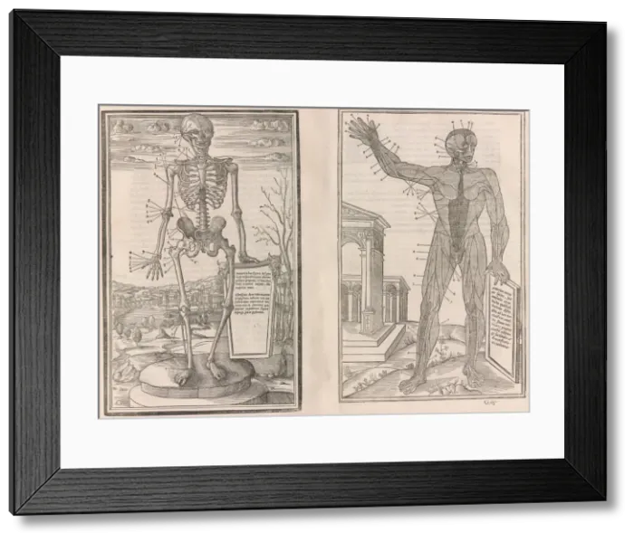 Framed Print : De dissectione partium corporis humani libri tres, 1545 Framed Print : De dissectione partium corporis humani libri tres, 1545