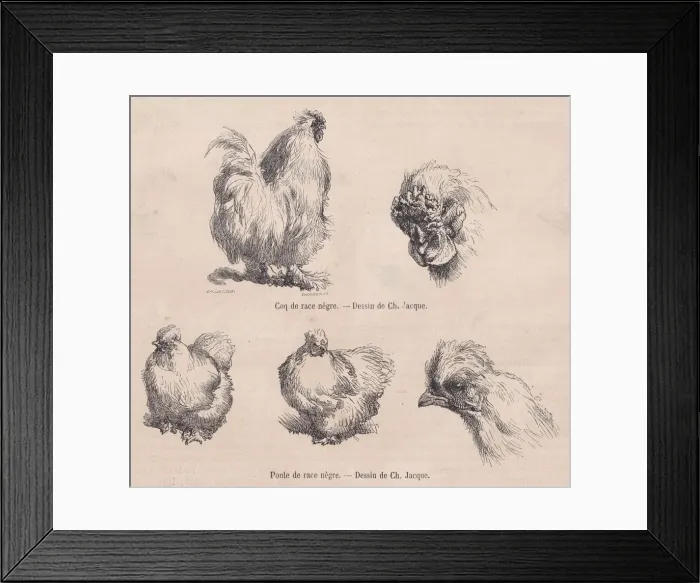 Framed Print : Silkie Cockerel and Silkie Hen, from Le Magasin Pittoresque, September 1861 Framed Print : Silkie Cockerel and Silkie Hen, from Le Magasin Pittoresque, September 1861