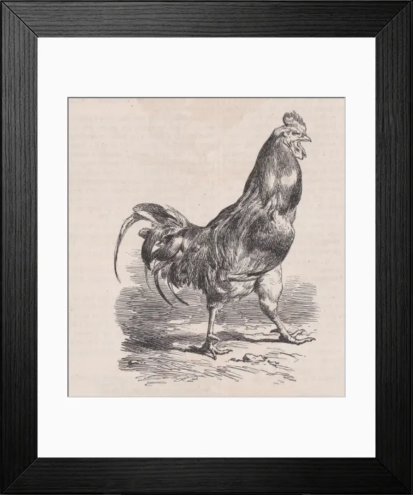 Framed Print : Coq de ferme; race commune. ; from Magasin Pittoresque, ca. 1852 Framed Print : Coq de ferme; race commune. ; from Magasin Pittoresque, ca. 1852