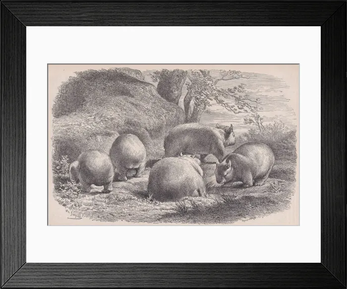 Framed Print : The Wombat, from Le Magasin Pittoresque, ca. 1852 Framed Print : The Wombat, from Le Magasin Pittoresque, ca. 1852