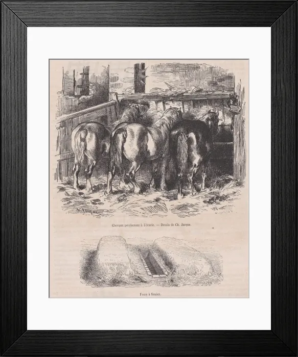 Framed Print : Chevaux percherons al ecurie;Fosse afumier;from Magasin Pittoresque Framed Print : Chevaux percherons al ecurie;Fosse afumier;from Magasin Pittoresque