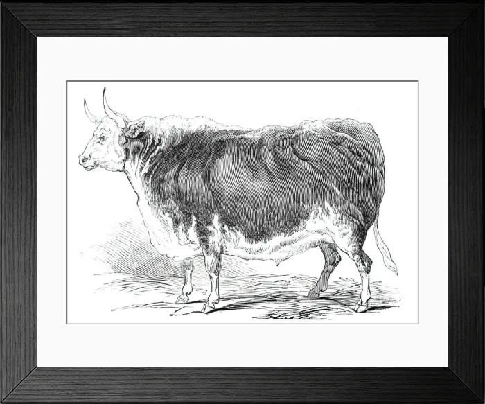 Framed Print : Mr. Seniors 4 years and [?] months old Hereford ox - prize £20, 1844