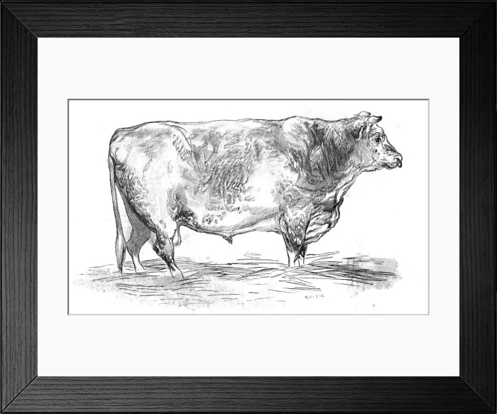 Framed Print : Mr. J. Coopers short-horned bull, 1844. Creator: Unknown Framed Print : Mr. J. Coopers short-horned bull, 1844. Creator: Unknown
