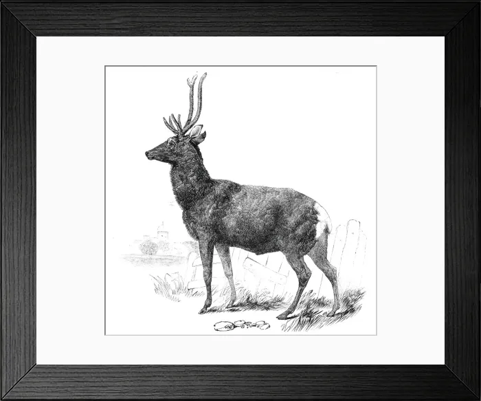 Framed Print : Smithfield Cattle-Show - red stock deer from Windsor, 1844. Creator: Unknown Framed Print : Smithfield Cattle-Show - red stock deer from Windsor, 1844. Creator: Unknown