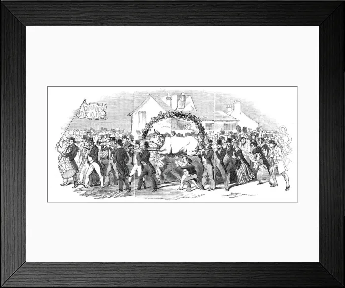 Framed Print : Procession of the ox, at Buckingham, 1844. Creator: Unknown Framed Print : Procession of the ox, at Buckingham, 1844. Creator: Unknown
