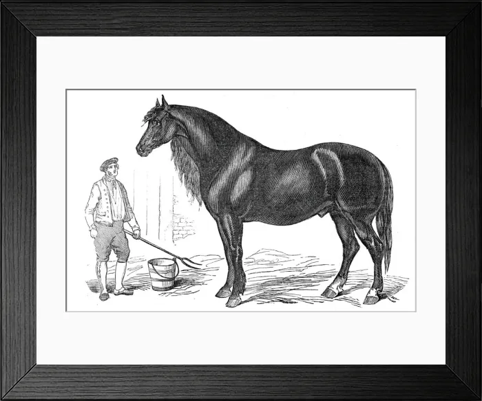 Framed Print : The giant horse exhibited at Southampton, 1844. Creator: Unknown Framed Print : The giant horse exhibited at Southampton, 1844. Creator: Unknown
