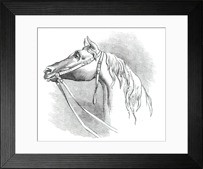 Framed Print : The City Wellington Statue, head of the horse, 1844. Creator: Unknown Framed Print : The City Wellington Statue, head of the horse, 1844. Creator: Unknown