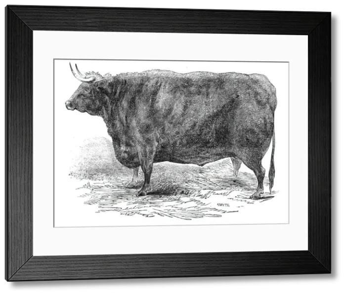 Framed Print : Mr Hudsons 3 years and 10 months old Hereford ox - prize £15, 1844. Creator: Smyth Framed Print : Mr Hudsons 3 years and 10 months old Hereford ox - prize £15, 1844. Creator: Smyth