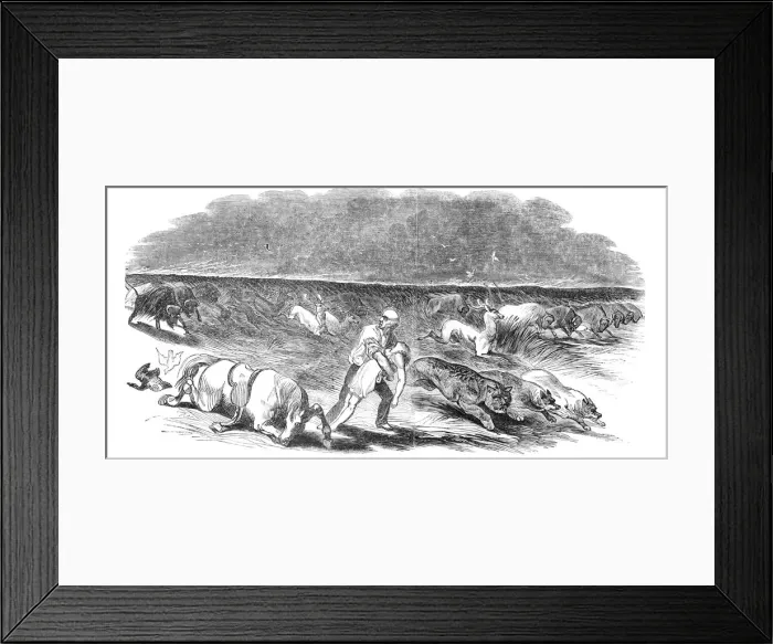 Framed Print : American prairie on fire, 1844. Creator: Unknown Framed Print : American prairie on fire, 1844. Creator: Unknown