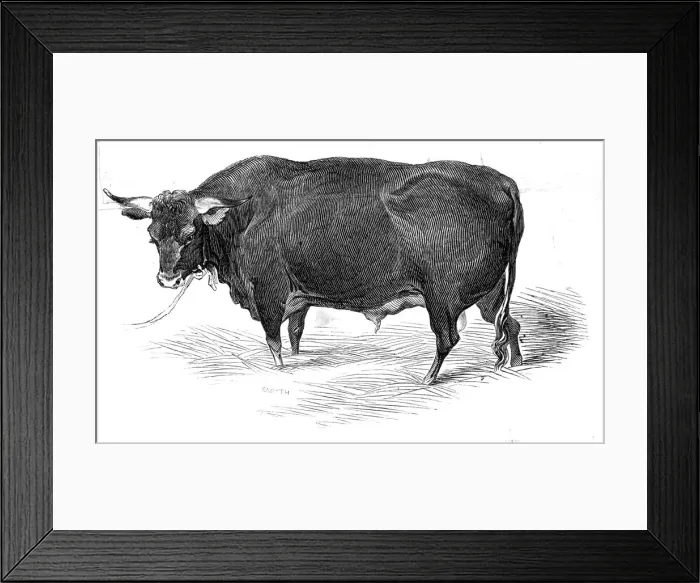 Framed Print : Mr. G. Turners Devon bull, 1844. Creator: Unknown Framed Print : Mr. G. Turners Devon bull, 1844. Creator: Unknown