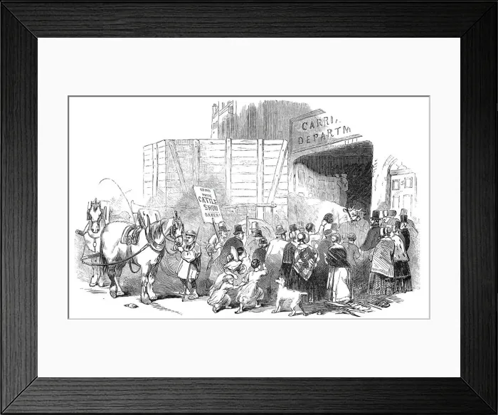 Framed Print : The Smithfield Club Christmas Cattle Show - Arrival of prize cattle... 1844