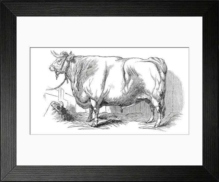 Framed Print : Mr. Smiths 3 years and 3 / 4 months old short-horned steer - prize £20 Framed Print : Mr. Smiths 3 years and 3 / 4 months old short-horned steer - prize £20