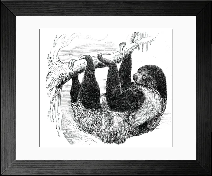 Framed Print : Sloth at the Zoological Gardens, Regents Park, 1844. Creator: Unknown Framed Print : Sloth at the Zoological Gardens, Regents Park, 1844. Creator: Unknown