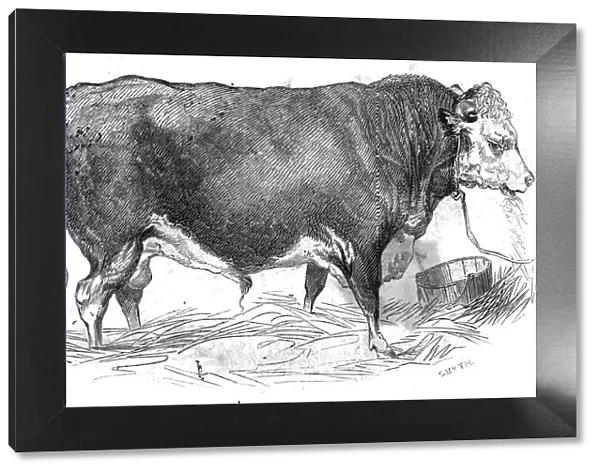 Mr. W. Perrys Hereford bull, 1844. Creator: Unknown