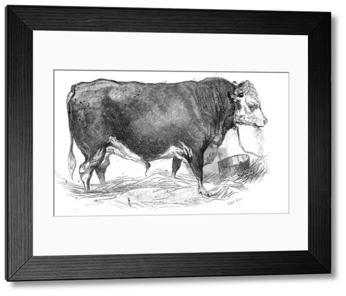Framed Print : Mr. W. Perrys Hereford bull, 1844. Creator: Unknown Framed Print : Mr. W. Perrys Hereford bull, 1844. Creator: Unknown