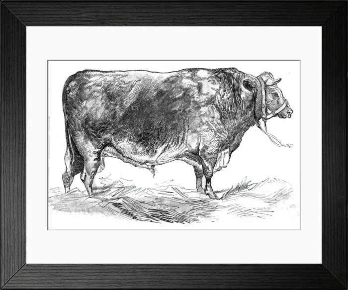 Framed Print : Mr. W. Fouldss short-horned bull, 1844. Creator: Unknown Framed Print : Mr. W. Fouldss short-horned bull, 1844. Creator: Unknown