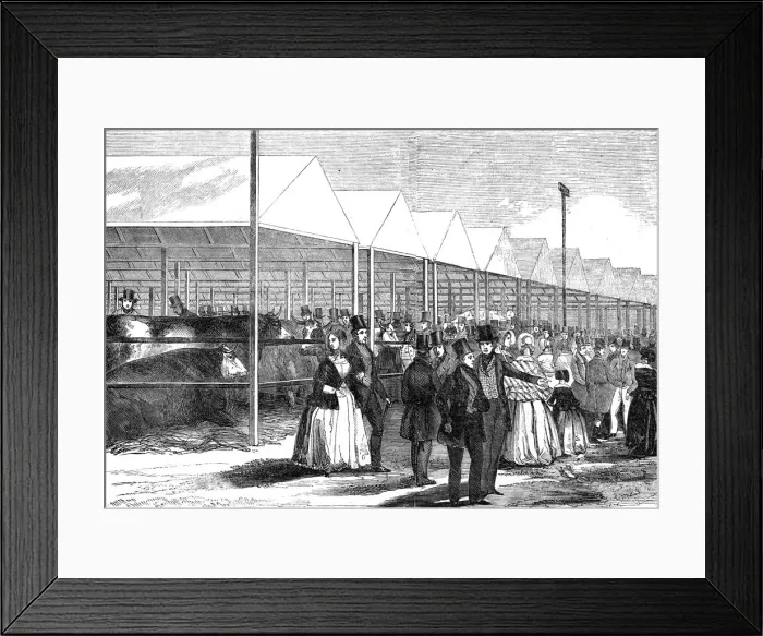 Framed Print : Exhibition of cattle at the meeting of the Royal Agricultural Society at Southampton Framed Print : Exhibition of cattle at the meeting of the Royal Agricultural Society at Southampton