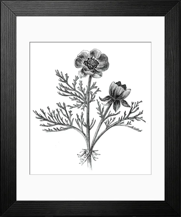 Framed Print : The Adonis Flower, or Pheasants Eye, (Adonis autumnalis), 1842. Creator: Unknown Framed Print : The Adonis Flower, or Pheasants Eye, (Adonis autumnalis), 1842. Creator: Unknown