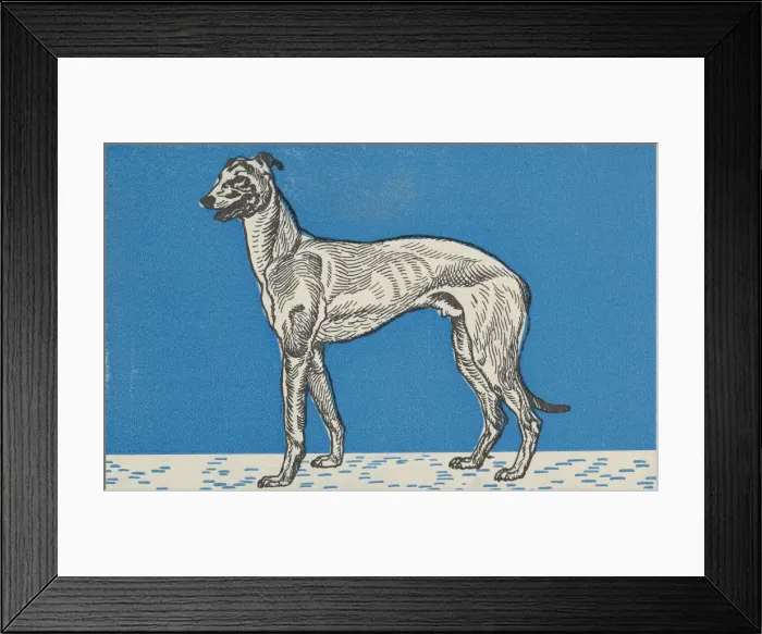 Framed Print : Greyhound, 1912. Creator: Moritz Jung Framed Print : Greyhound, 1912. Creator: Moritz Jung