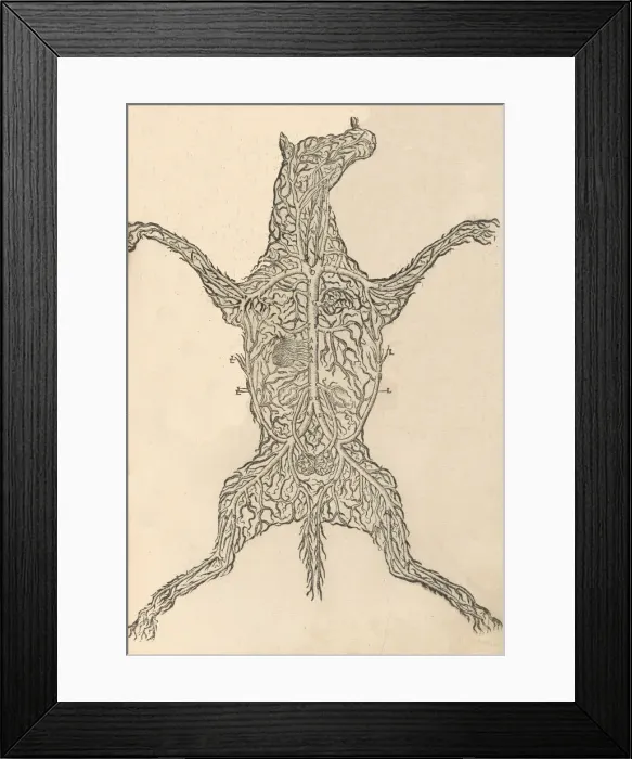Framed Print : Anatomia del Cavallo. Infirmita del Cavallo, 1602. Creator: Carlo Ruini Framed Print : Anatomia del Cavallo. Infirmita del Cavallo, 1602. Creator: Carlo Ruini
