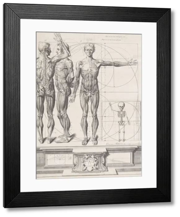 Framed Print : Plate for the Atlas Anatomico (unpublished), Plate ca. 1680-9 Framed Print : Plate for the Atlas Anatomico (unpublished), Plate ca. 1680-9
