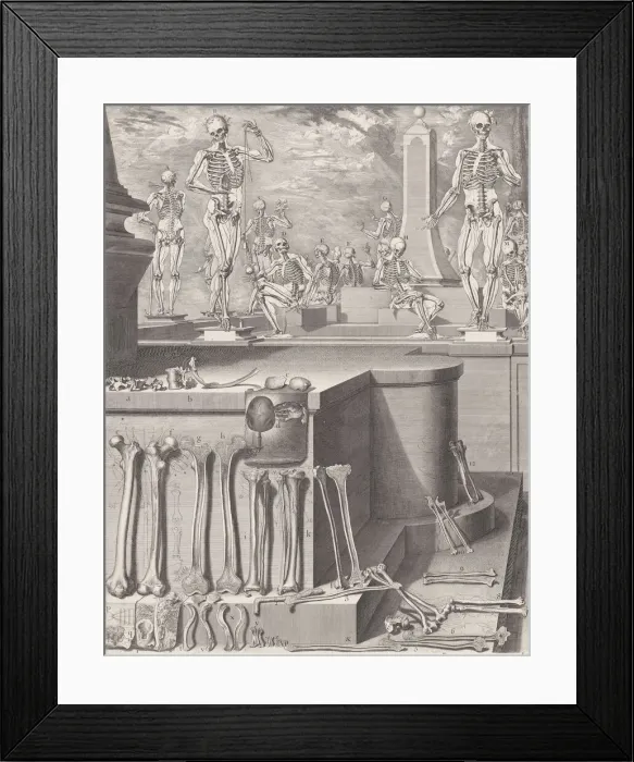 Framed Print : Plate for the Atlas Anatomico (unpublished), Plate ca. 1680-9 Framed Print : Plate for the Atlas Anatomico (unpublished), Plate ca. 1680-9