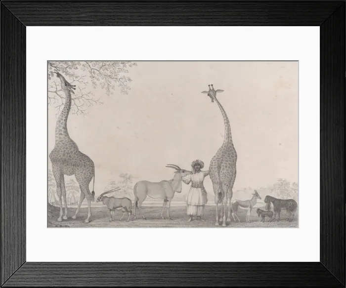 Framed Print : The Majestic and Graceful Giraffes, or Cameleopards, with some Rare Animals of Framed Print : The Majestic and Graceful Giraffes, or Cameleopards, with some Rare Animals of