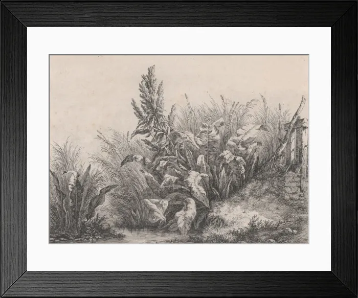 Framed Print : Great Water Dock Plant, 1840. Creator: Eugene Blery Framed Print : Great Water Dock Plant, 1840. Creator: Eugene Blery