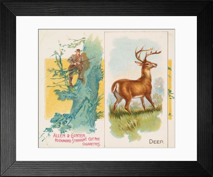 Framed Print : Deer, from Quadrupeds series (N41) for Allen & Ginter Cigarettes, 1890 Framed Print : Deer, from Quadrupeds series (N41) for Allen & Ginter Cigarettes, 1890