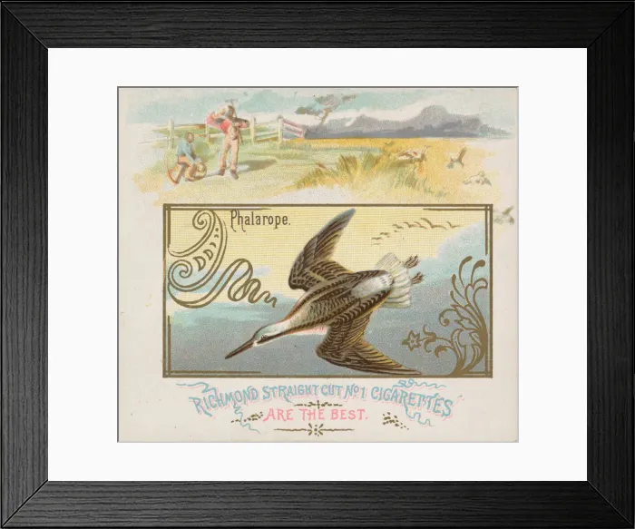 Framed Print : Phalarope, from the Game Birds series (N40) for Allen & Ginter Cigarettes, 1888-90 Framed Print : Phalarope, from the Game Birds series (N40) for Allen & Ginter Cigarettes, 1888-90
