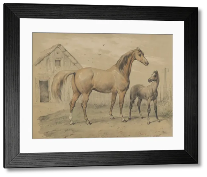 Framed Print : Mare and Foal, 19th century. Creator: Victor Adam Framed Print : Mare and Foal, 19th century. Creator: Victor Adam
