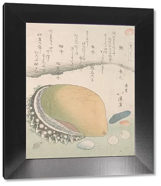 Awabi (Ear-Shell) and Various Shells, 19th century. Creator: Totoya Hokkei