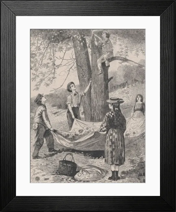 Framed Print : Chestnutting (Every Saturday, Vol. I, New Series), October 29, 1870. Creator: Unknown Framed Print : Chestnutting (Every Saturday, Vol. I, New Series), October 29, 1870. Creator: Unknown