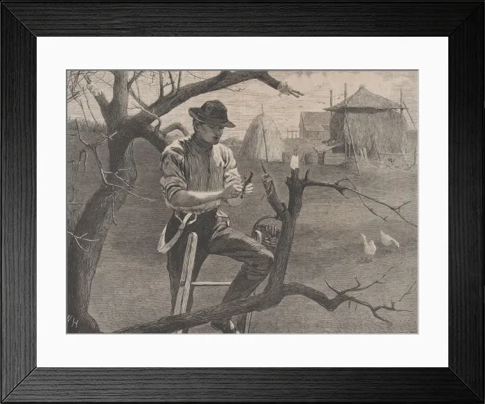 Framed Print : Spring Farm Work - Grafting (Harpers Weekly, Vol. XIV), April 30, 1870 Framed Print : Spring Farm Work - Grafting (Harpers Weekly, Vol. XIV), April 30, 1870