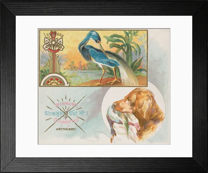 Framed Print : Louisiana Heron, from the Game Birds series (N40) for Allen & Ginter Cigarettes Framed Print : Louisiana Heron, from the Game Birds series (N40) for Allen & Ginter Cigarettes