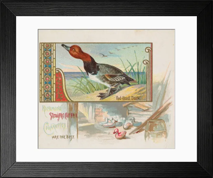 Framed Print : Red Head Duck, from the Game Birds series (N40) for Allen & Ginter Cigarettes Framed Print : Red Head Duck, from the Game Birds series (N40) for Allen & Ginter Cigarettes