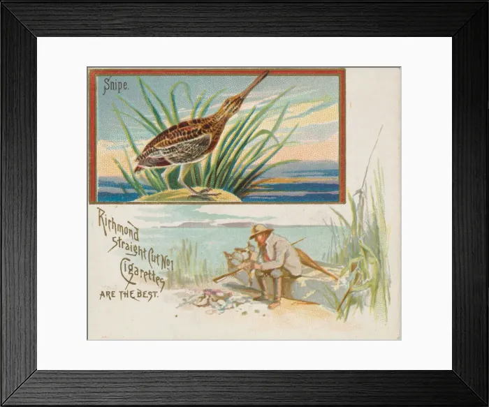 Framed Print : Snipe, from the Game Birds series (N40) for Allen & Ginter Cigarettes, 1888-90 Framed Print : Snipe, from the Game Birds series (N40) for Allen & Ginter Cigarettes, 1888-90