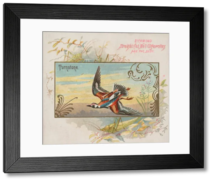 Framed Print : Turnstone, from the Game Birds series (N40) for Allen & Ginter Cigarettes, 1888-90 Framed Print : Turnstone, from the Game Birds series (N40) for Allen & Ginter Cigarettes, 1888-90