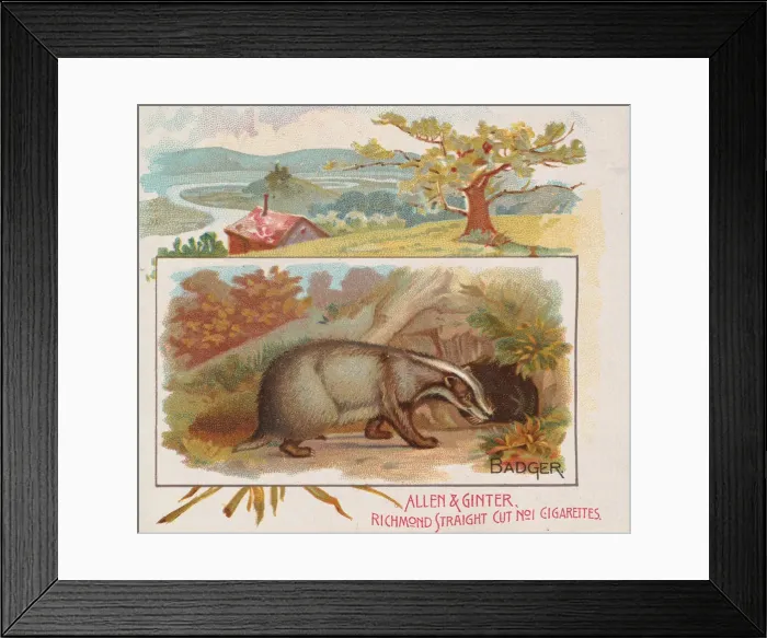 Framed Print : Badger, from Quadrupeds series (N41) for Allen & Ginter Cigarettes, 1890 Framed Print : Badger, from Quadrupeds series (N41) for Allen & Ginter Cigarettes, 1890