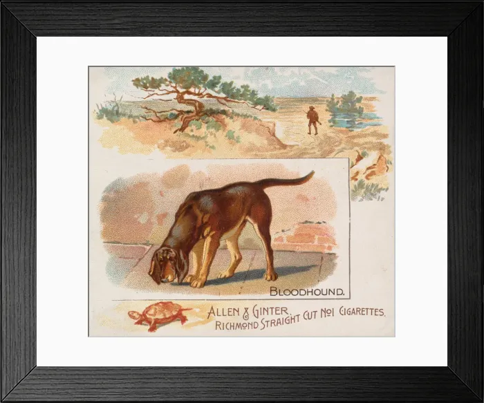 Framed Print : Bloodhound, from Quadrupeds series (N41) for Allen & Ginter Cigarettes, 1890 Framed Print : Bloodhound, from Quadrupeds series (N41) for Allen & Ginter Cigarettes, 1890
