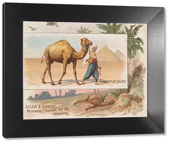 Dromedary, from Quadrupeds series (N41) for Allen & Ginter Cigarettes, 1890