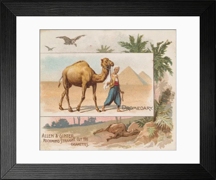 Framed Print : Dromedary, from Quadrupeds series (N41) for Allen & Ginter Cigarettes, 1890 Framed Print : Dromedary, from Quadrupeds series (N41) for Allen & Ginter Cigarettes, 1890